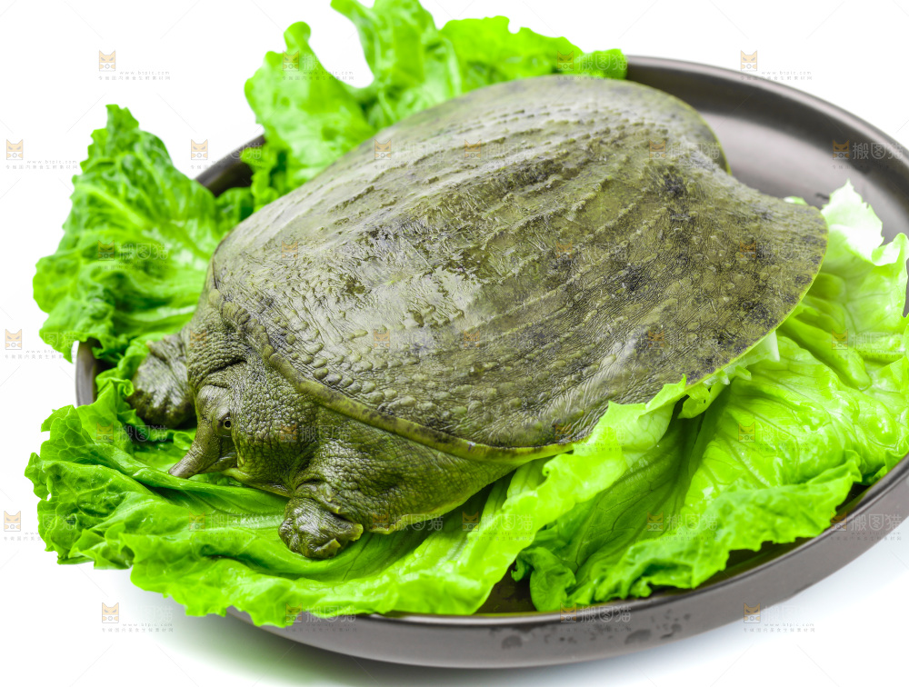 黑底上放着甲鱼
