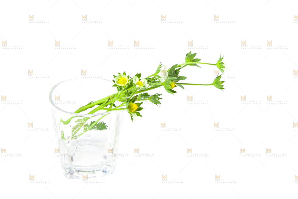 白底上的草莓花