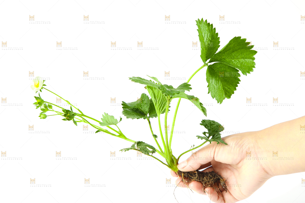 白底上的草莓花