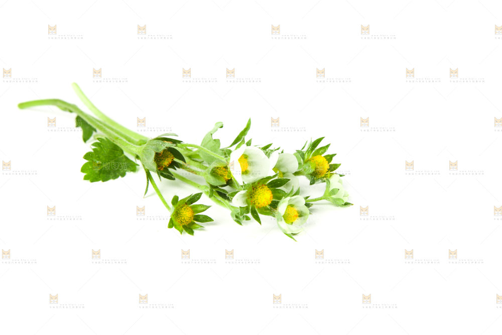 白底上的草莓花