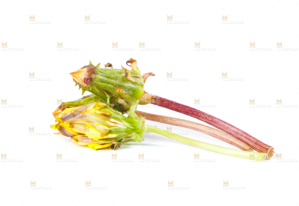 白底上的蒲公英花苞