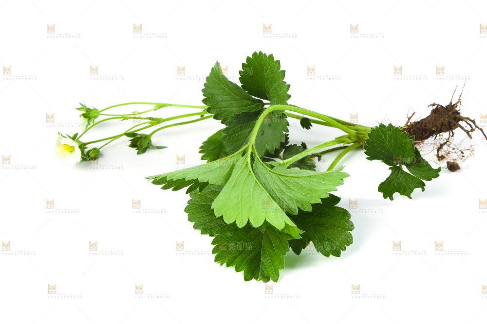 白底上的草莓花