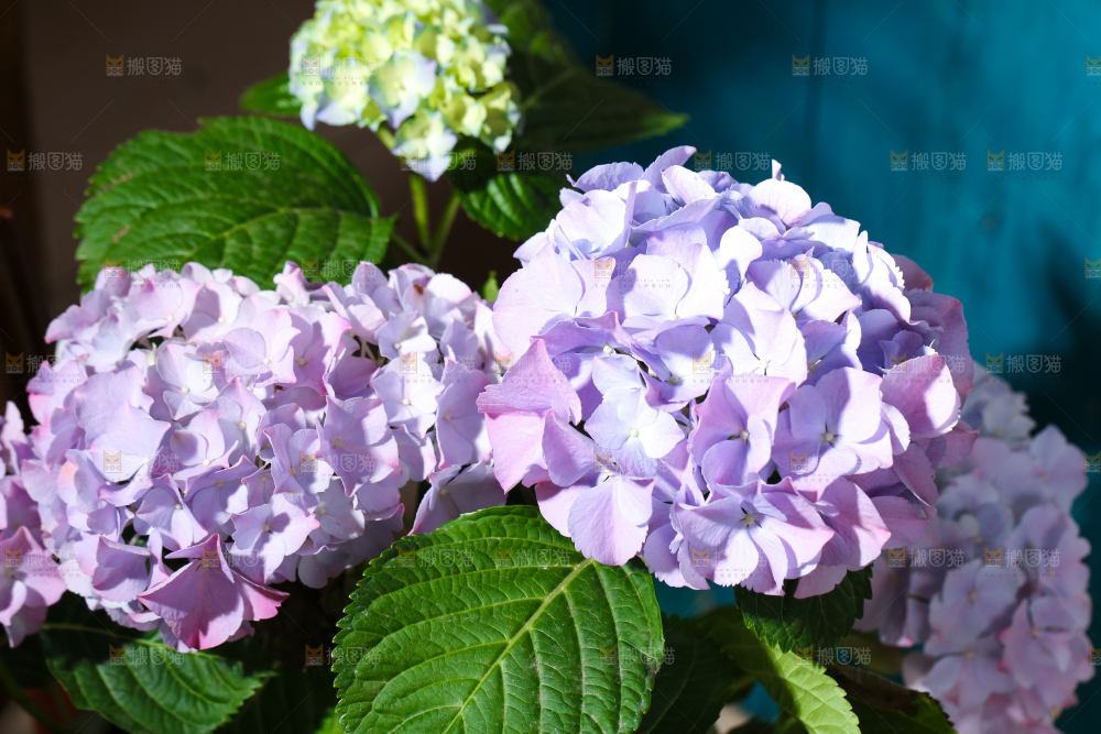 深底上放着绣球花