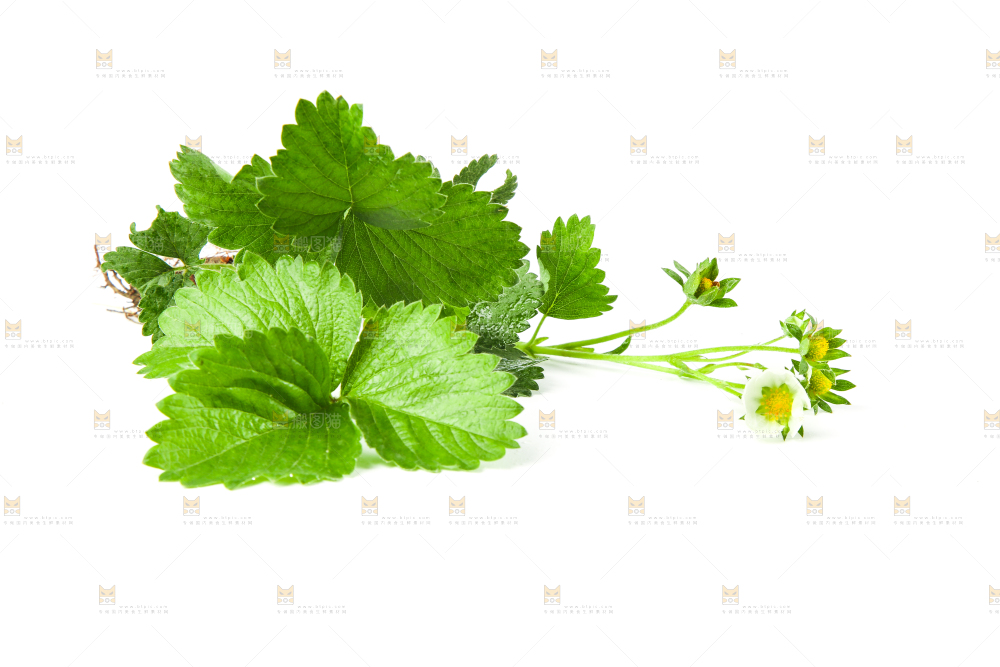 白底上的草莓花