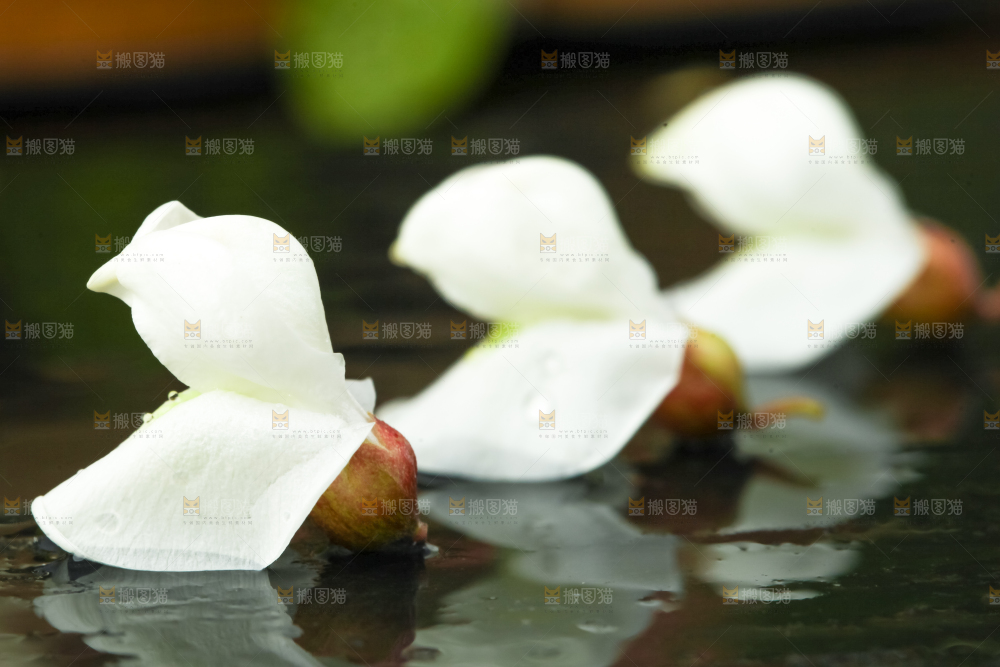 黑底上摆放着洋槐花