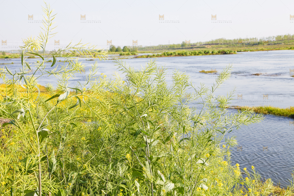 河流边上的油菜地