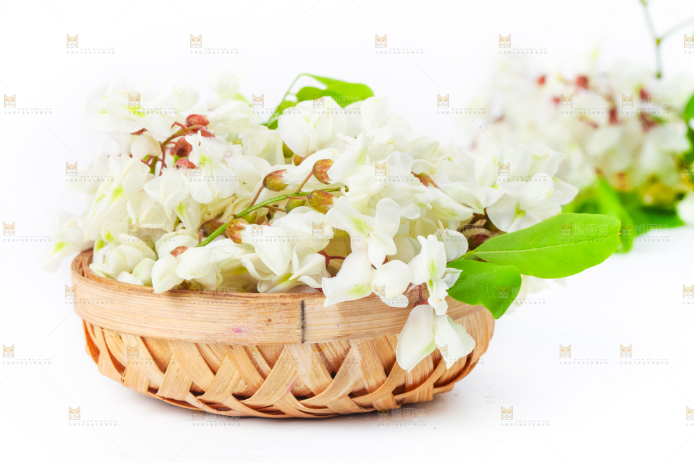 篮子里装着天然洋槐花