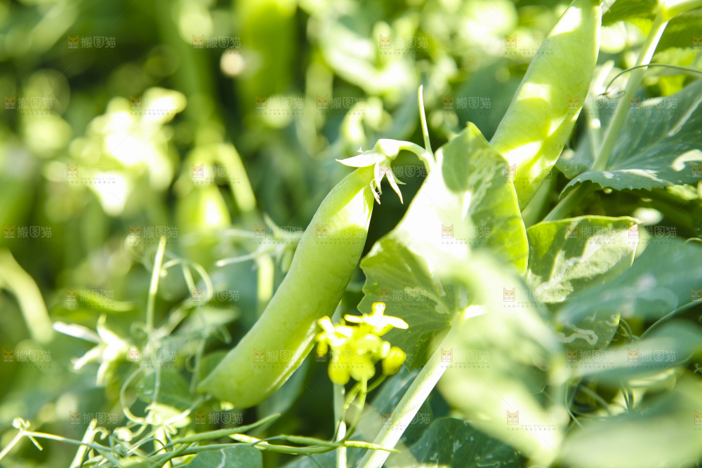 农田里种植的豌豆