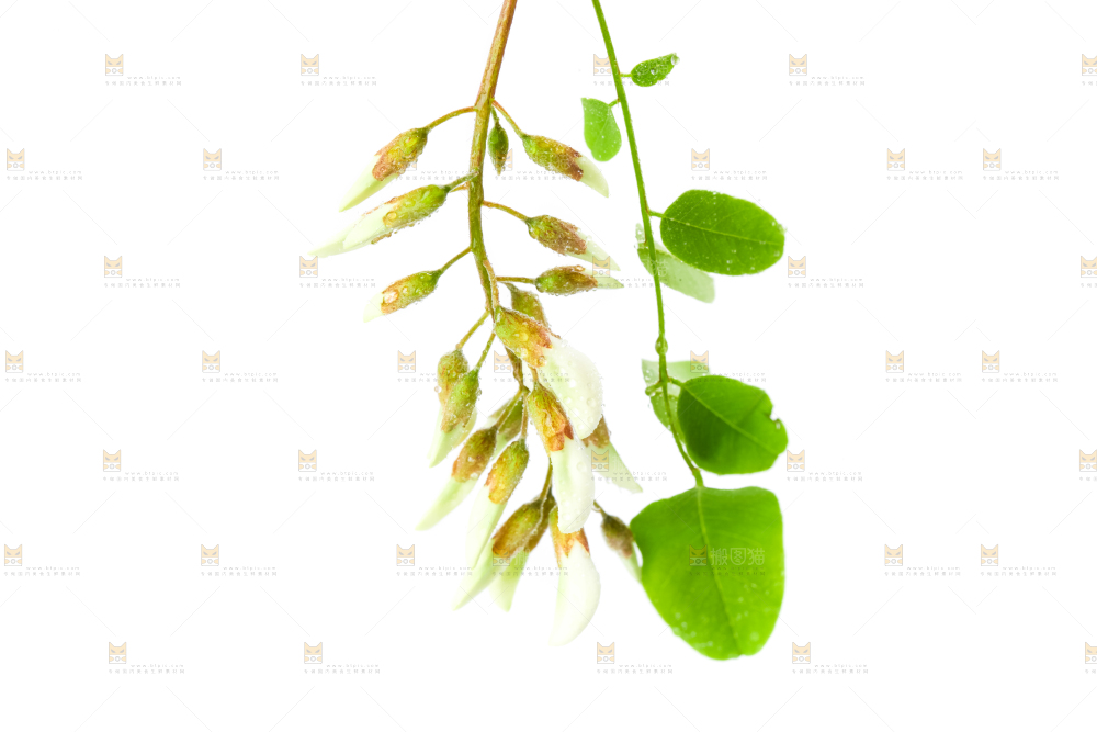 白底上放着槐花