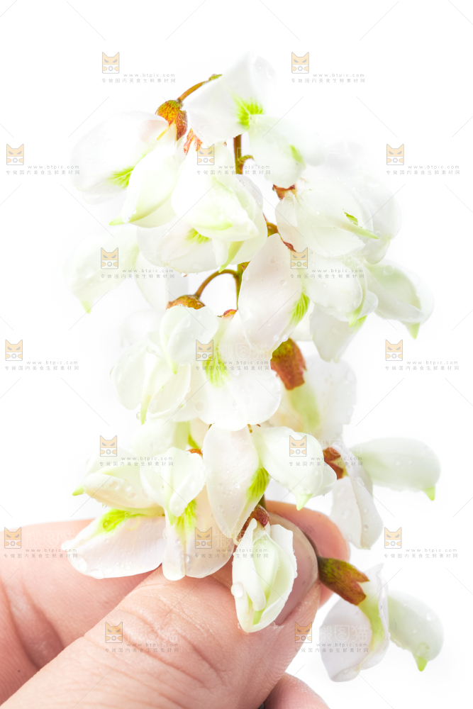 手里拿着槐树花