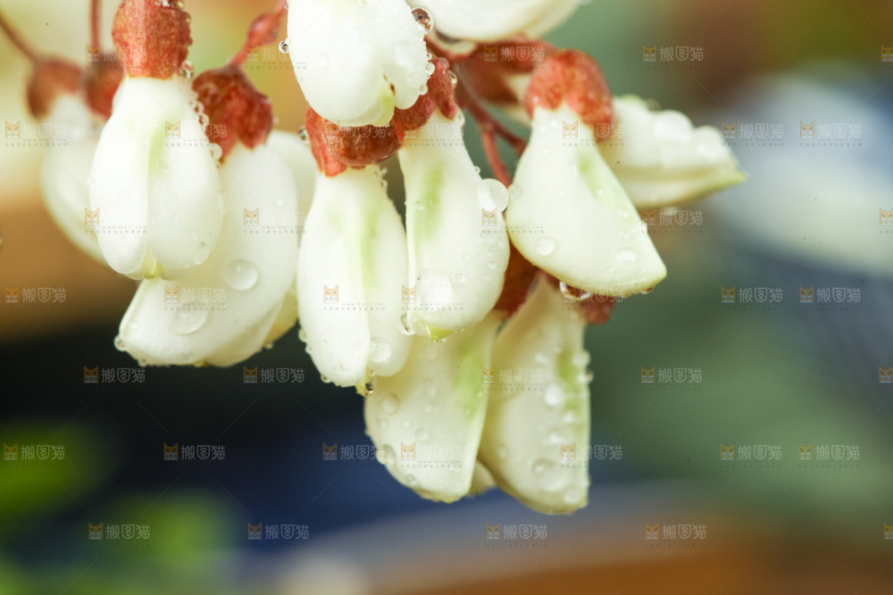 深底上摆放着野生洋槐花