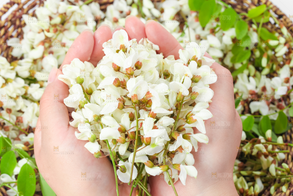 手里拿着新鲜槐花