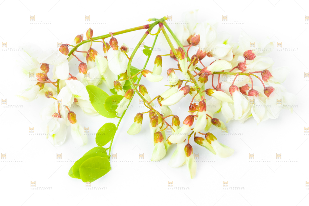 白底上摆放着洋槐花