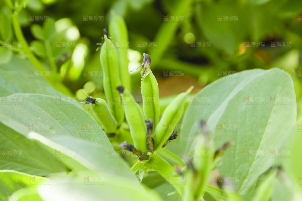 农田里种植的蚕豆
