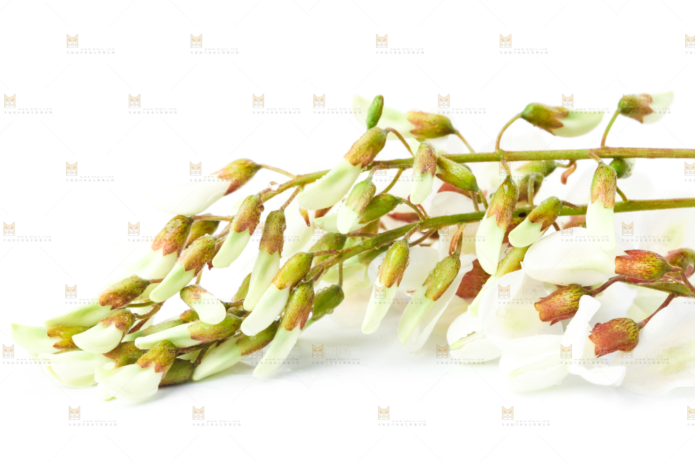 白底上放着杨槐树花