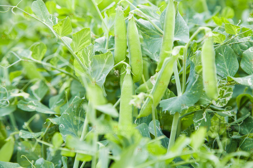 农田里种植的豌豆