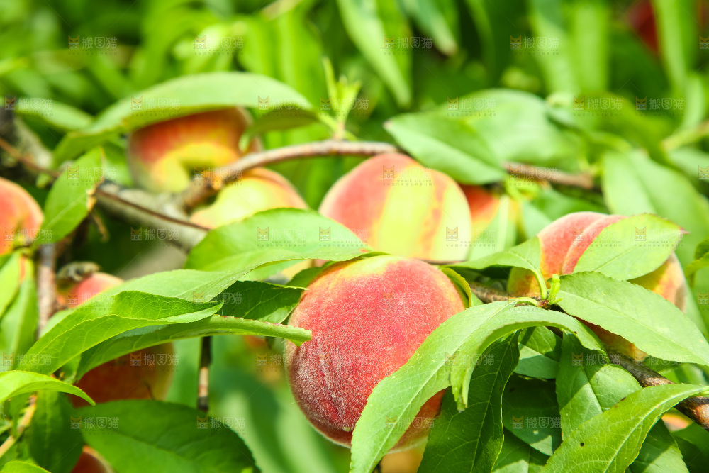 树上挂着桃子