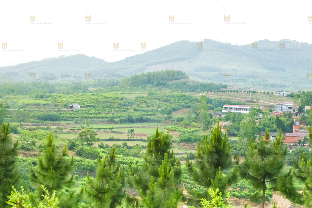 山上的桃林