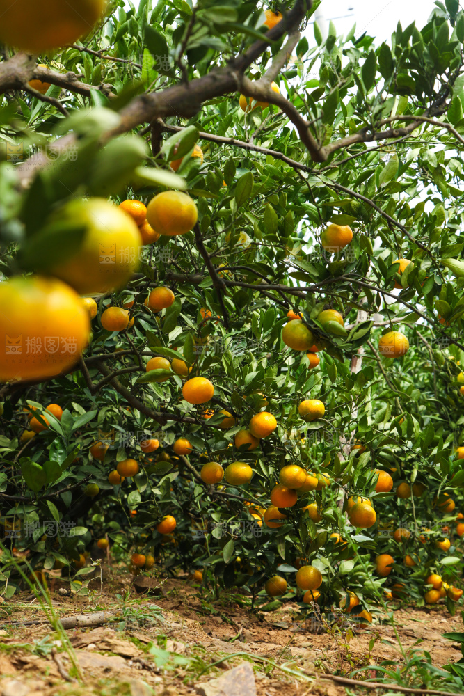 橘子种植基地