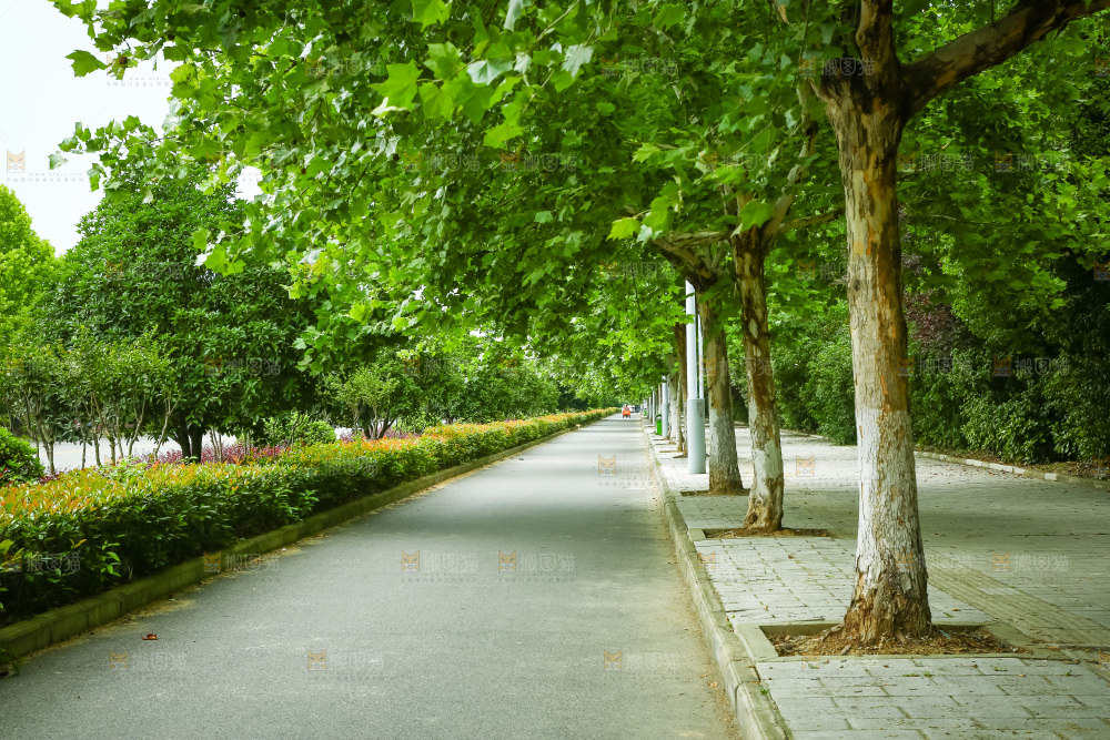 一条绿荫小路