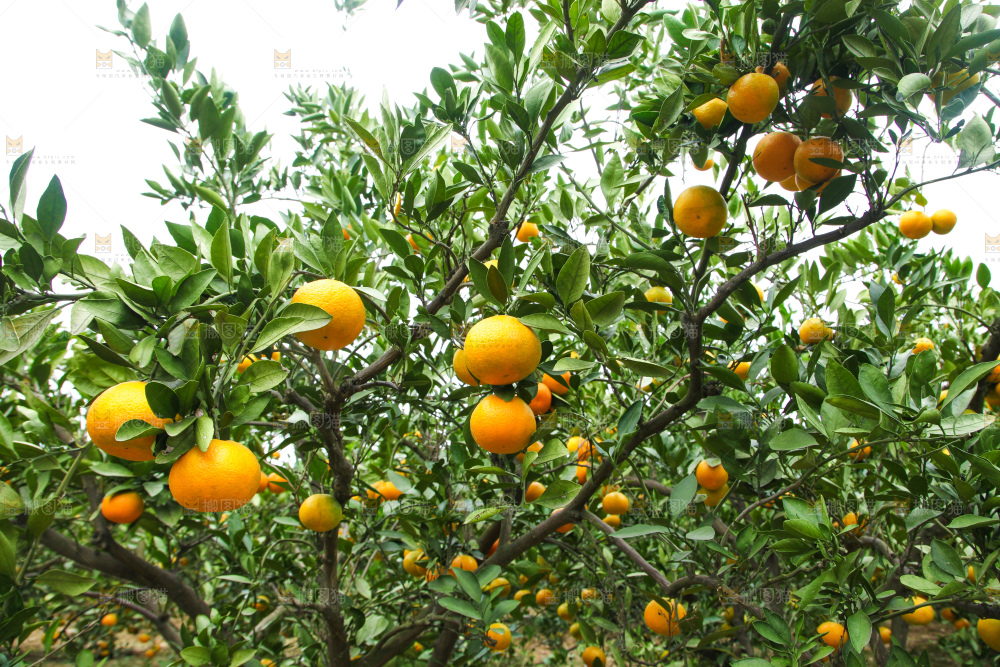 橘子种植基地