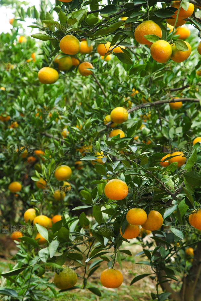 橘子种植基地