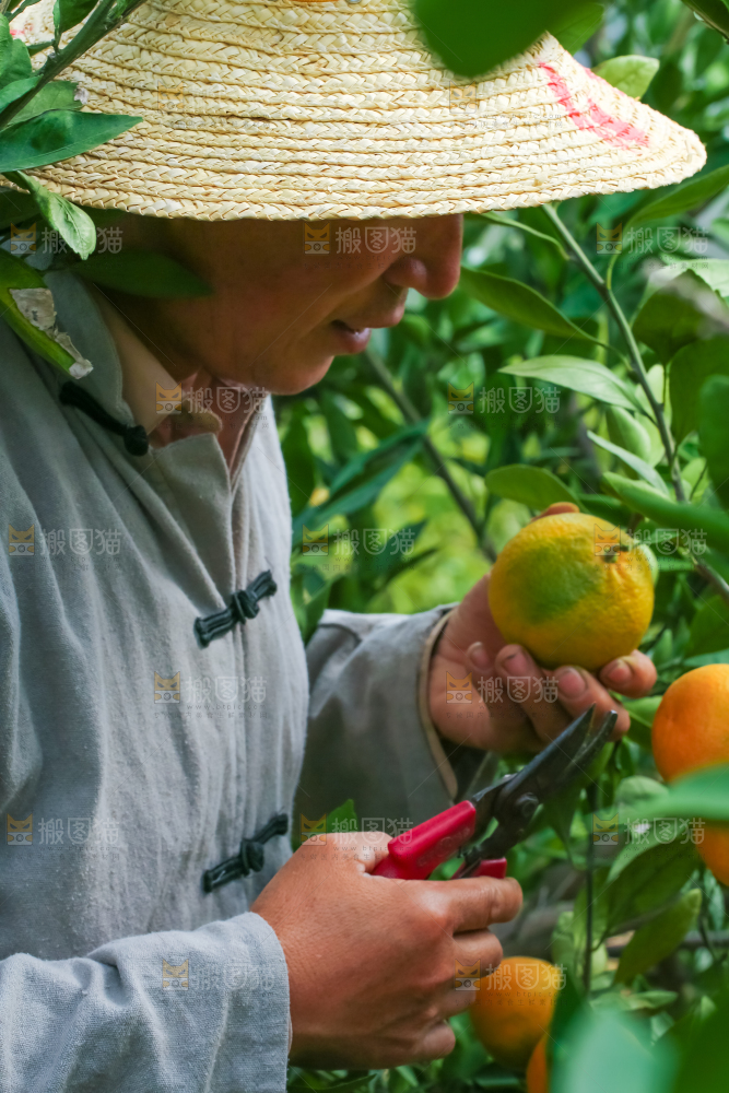 农民正在摘橘子