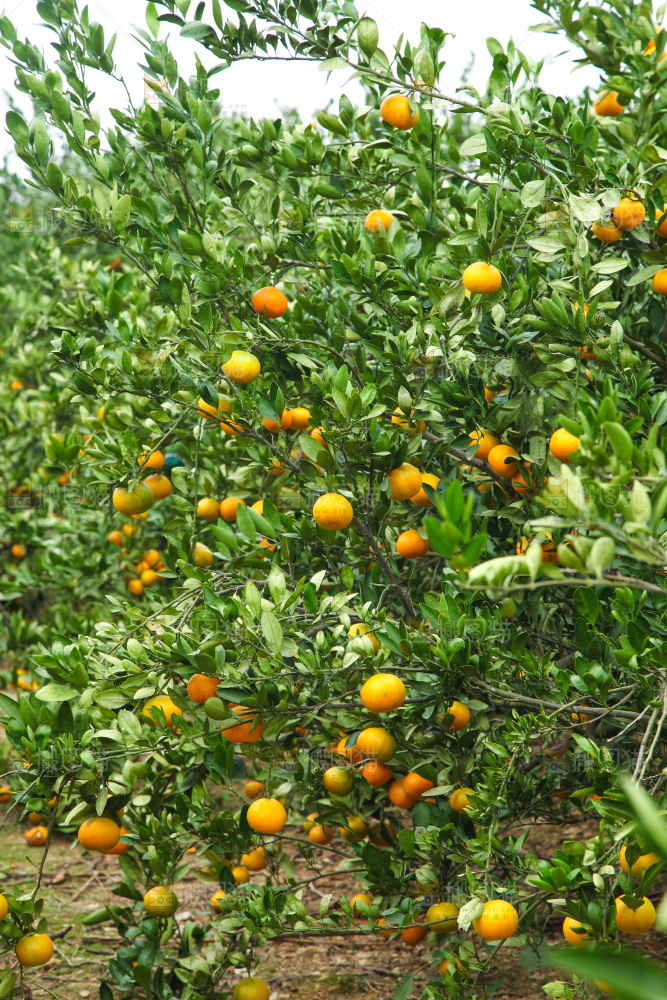 橘子种植基地