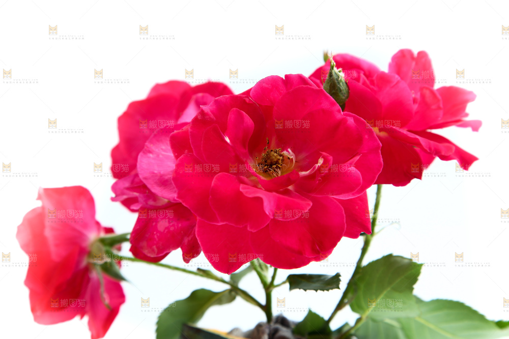 白底上的月季花