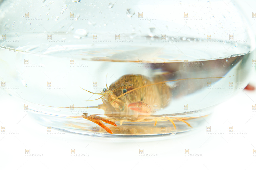 白底上的水缸里放着一只龙虾