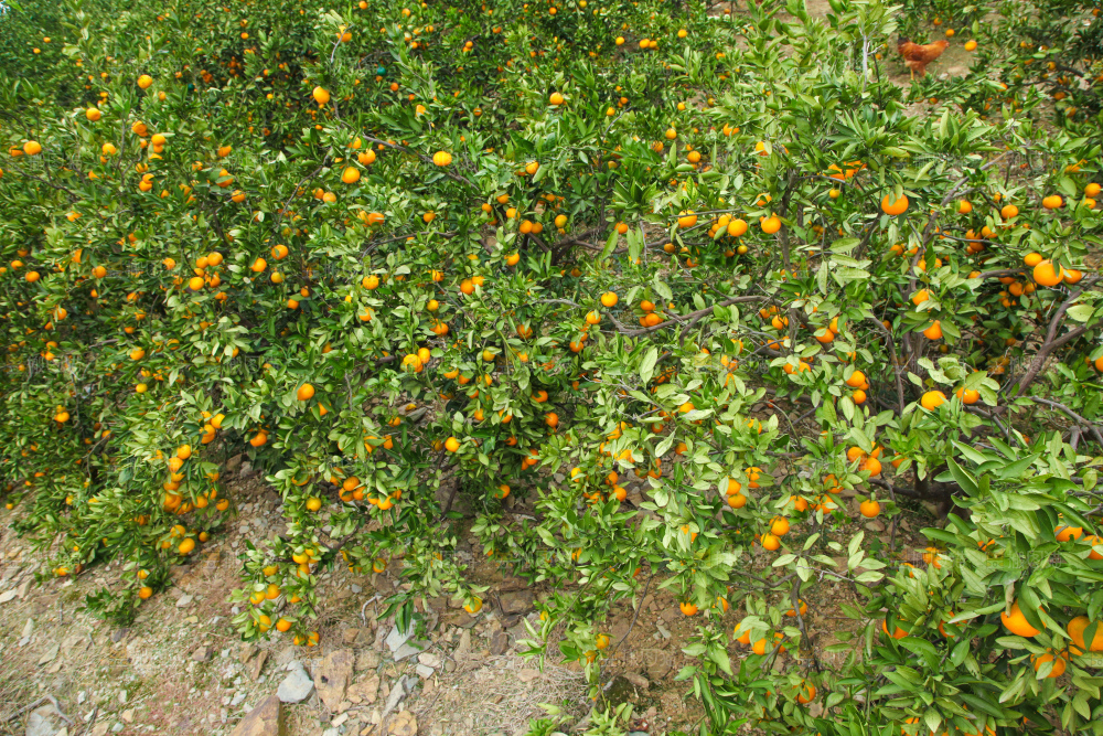橘子种植基地