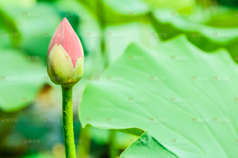 池塘里的荷花花苞