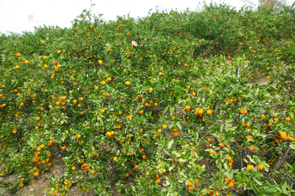 橘子种植基地