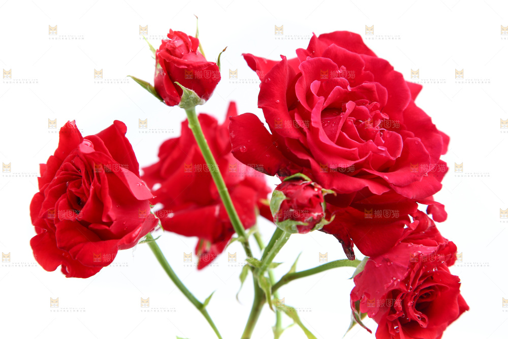 白底上的月季花