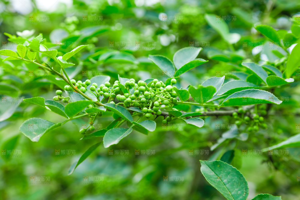 树上的花椒