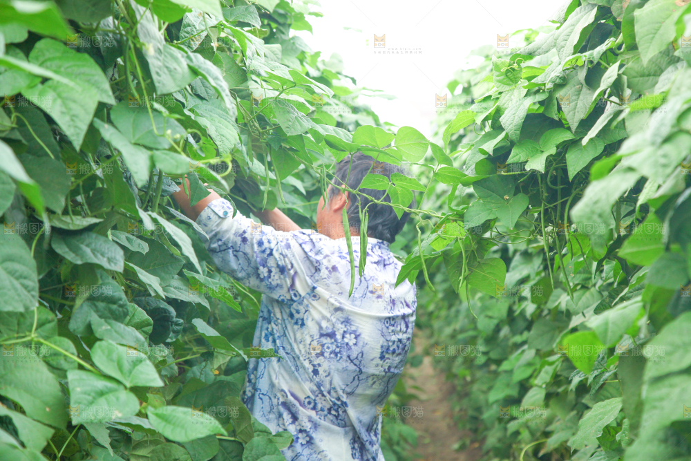 农民正在摘四季豆