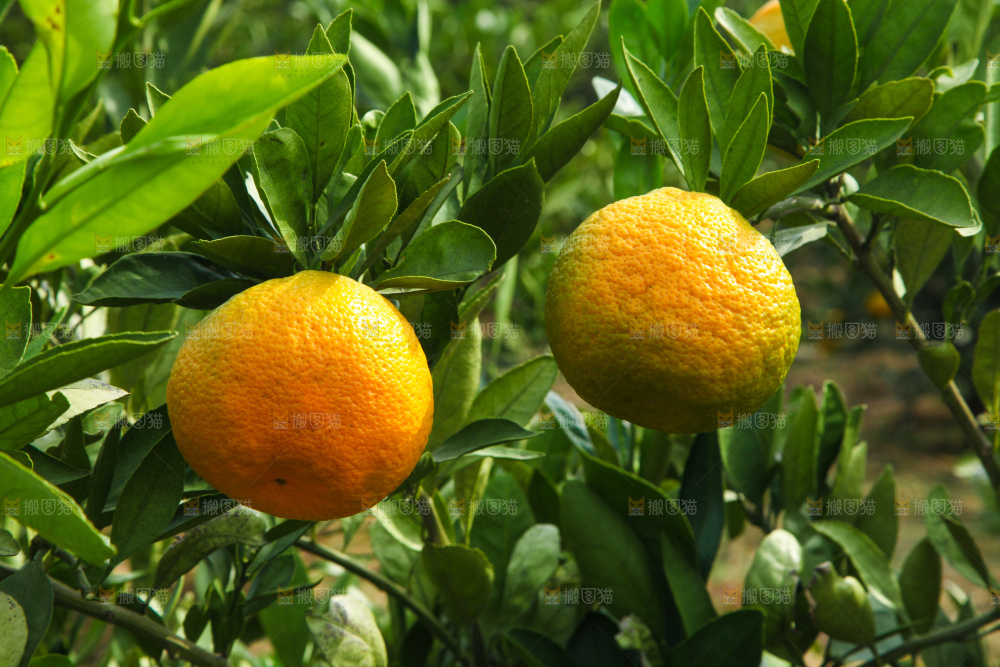 橘子种植基地