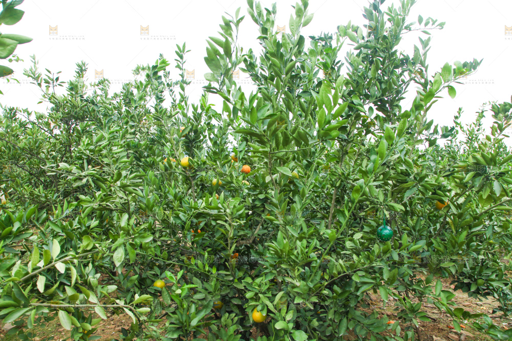 橘子种植基地