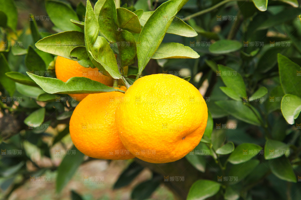 橘子种植基地