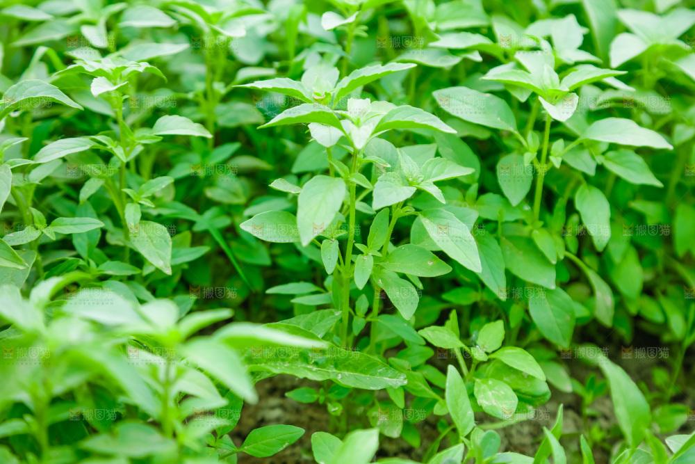 田里的荆芥