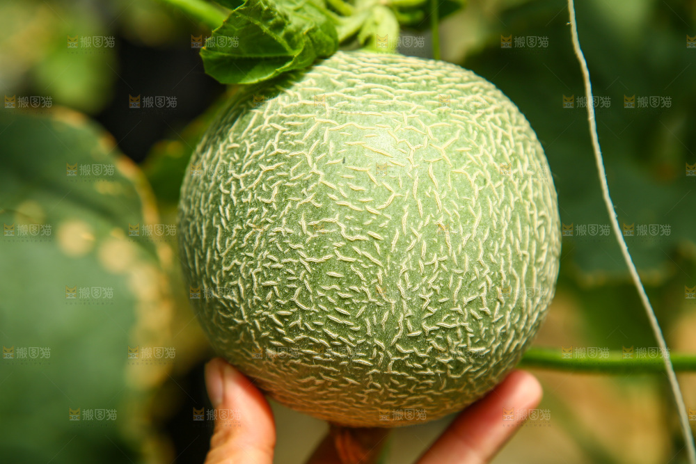 大棚里的玫珑瓜