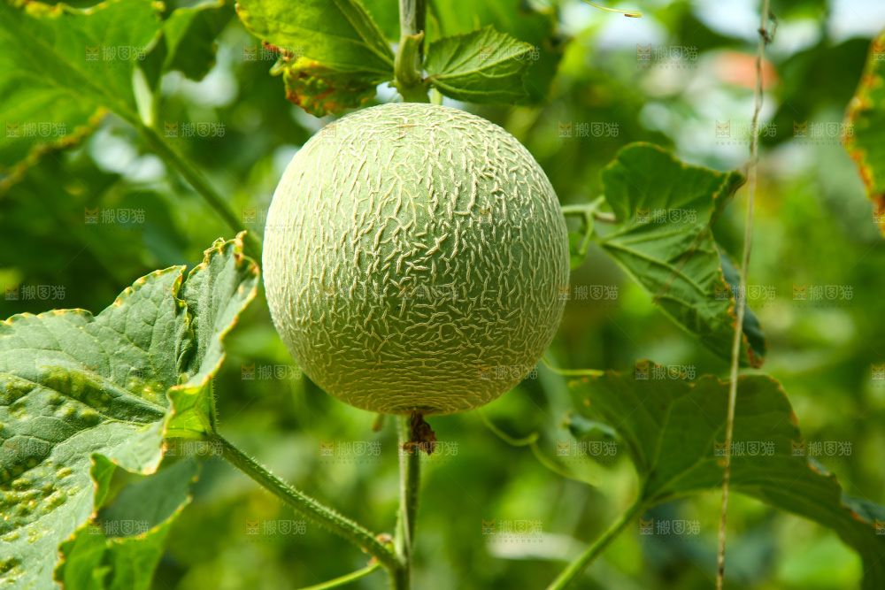 大棚里的玫珑瓜