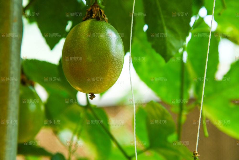 大棚里种着百香果
