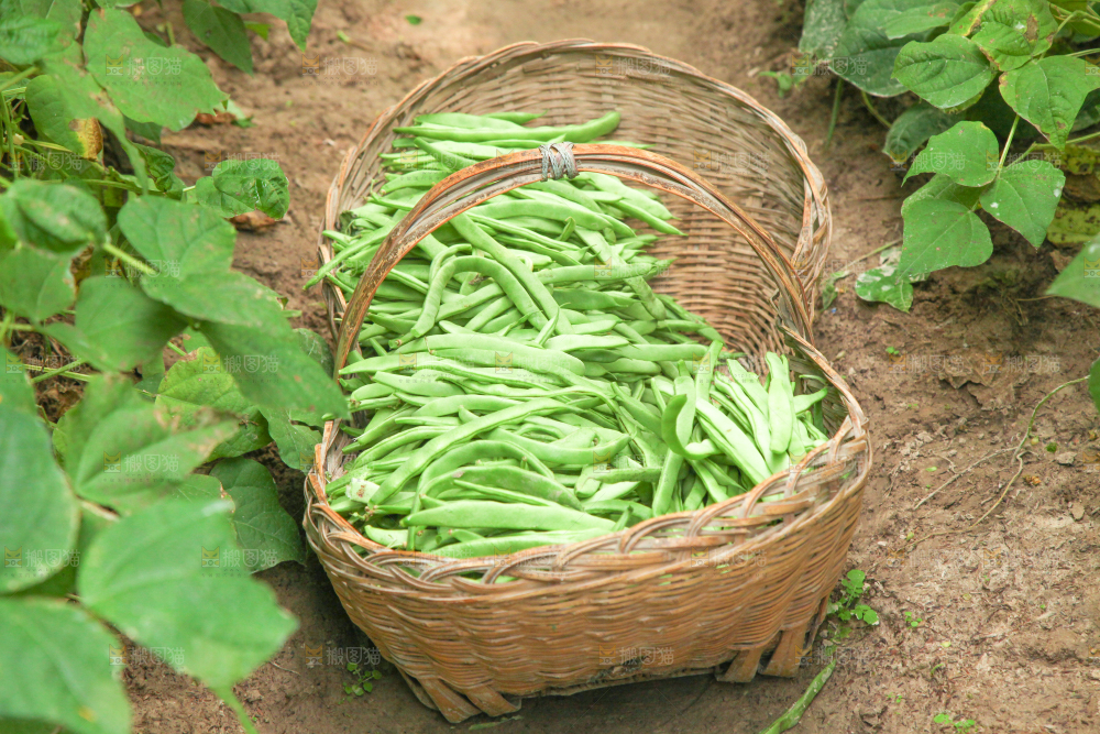 篮子里装着四季豆