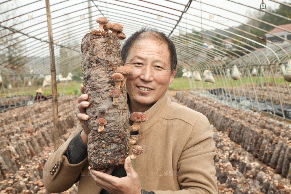 手里拿着香菇