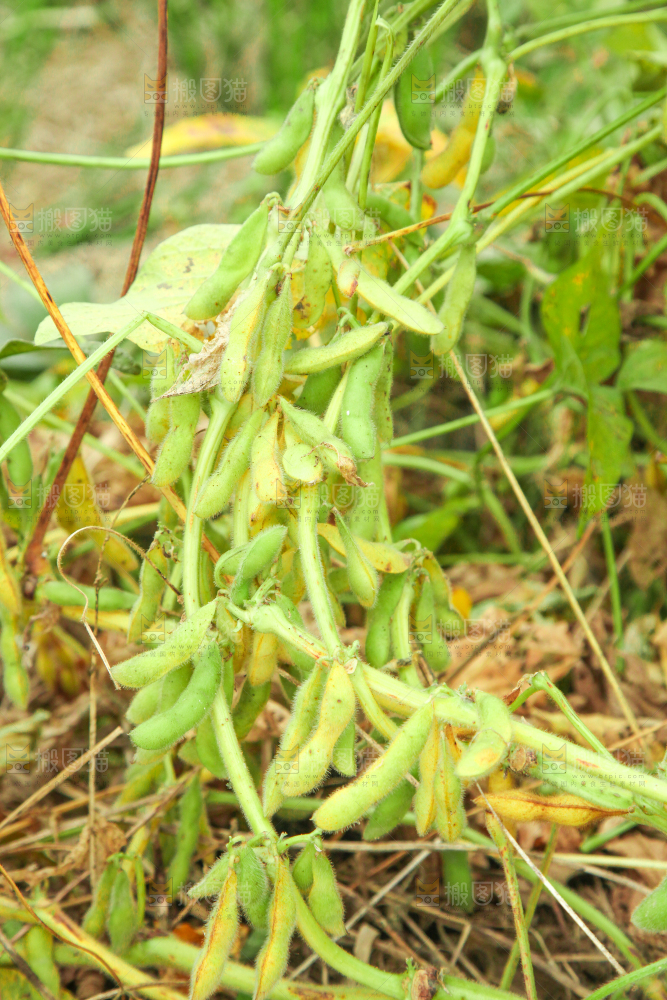 田里的黄豆