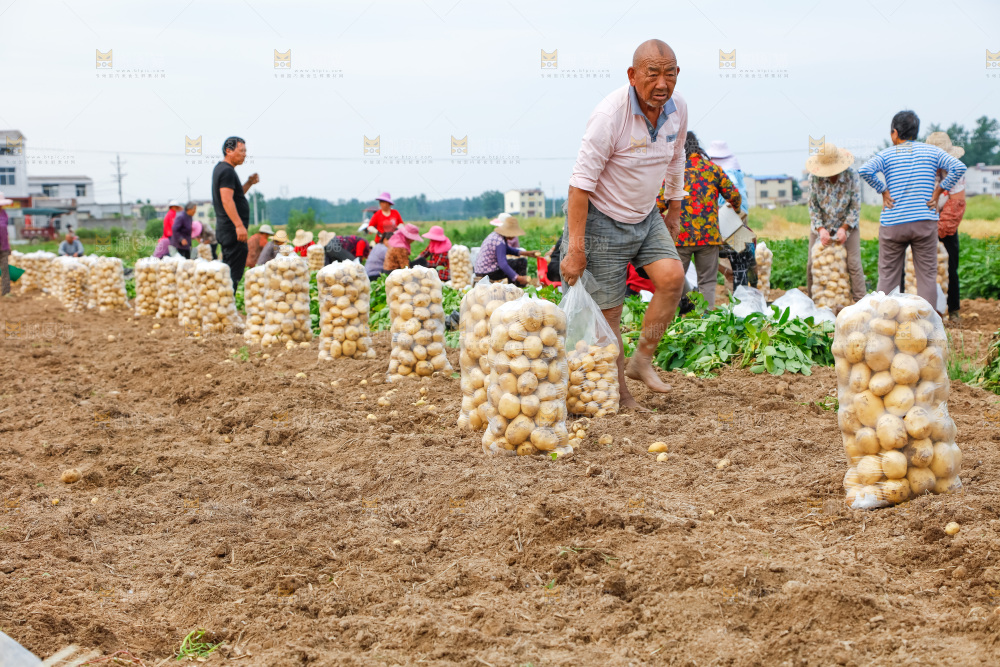 农民正在收土豆