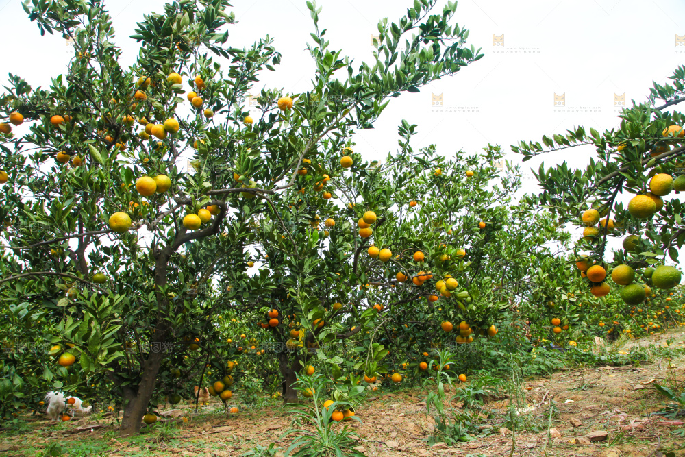 橘子种植基地