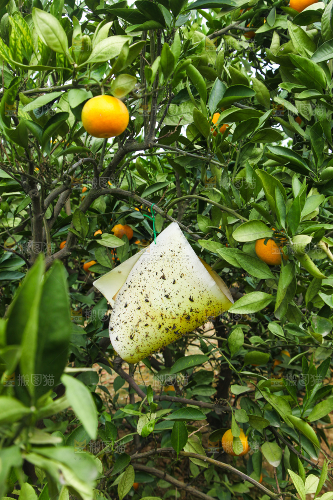 橘子种植基地