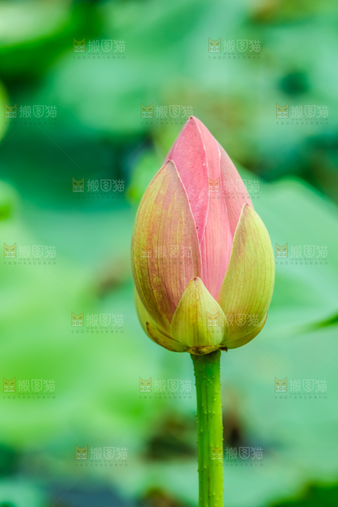 池塘里的荷花花苞